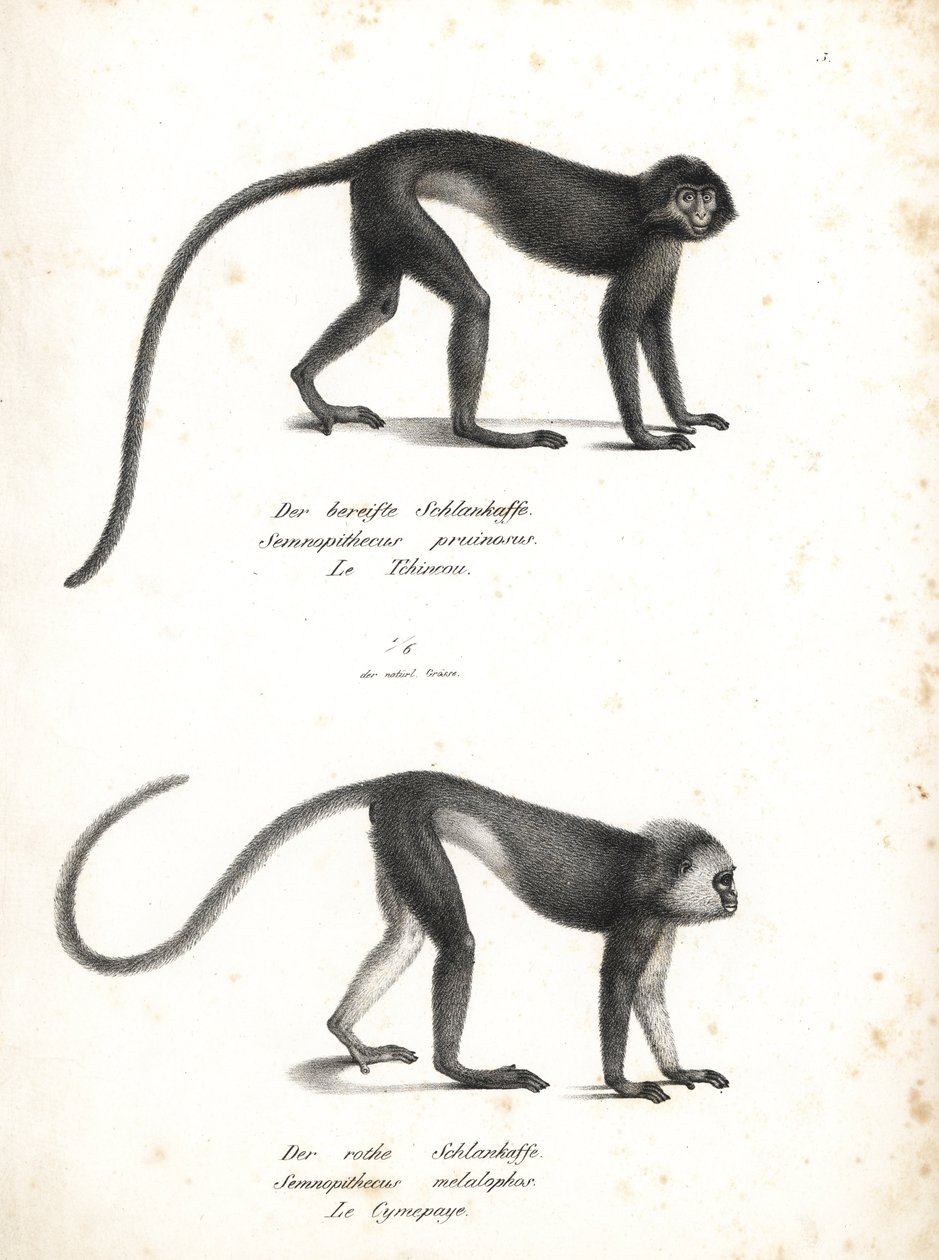 Hopealutung, Trachypithecus cristatus (Semnopithecus pruinosus) ja Sumatran surili, Presbytis melalophos (Semnopithecus melalophos) uhanalaisia. Karl Joseph Brodtmannin litografia Heinrich Rudolf Schinzin teoksesta Illustrated Natural History of Animals, Z tekijältä Unbekannter Künstler