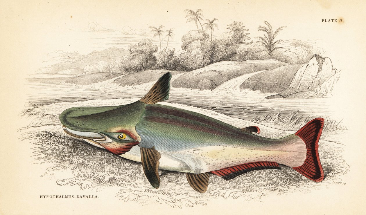 Rinnepääkonna, Ageneiosus inermis (Arawaakien Dawalla, Hypothalmus davalla). W.H. Lizarsin käsin väritetty teräskaiverrus James Stewartin kuvituksen mukaan Robert Schomburgin teoksesta Fishes of Guiana, joka on osa Sir William Jardinen Naturalist