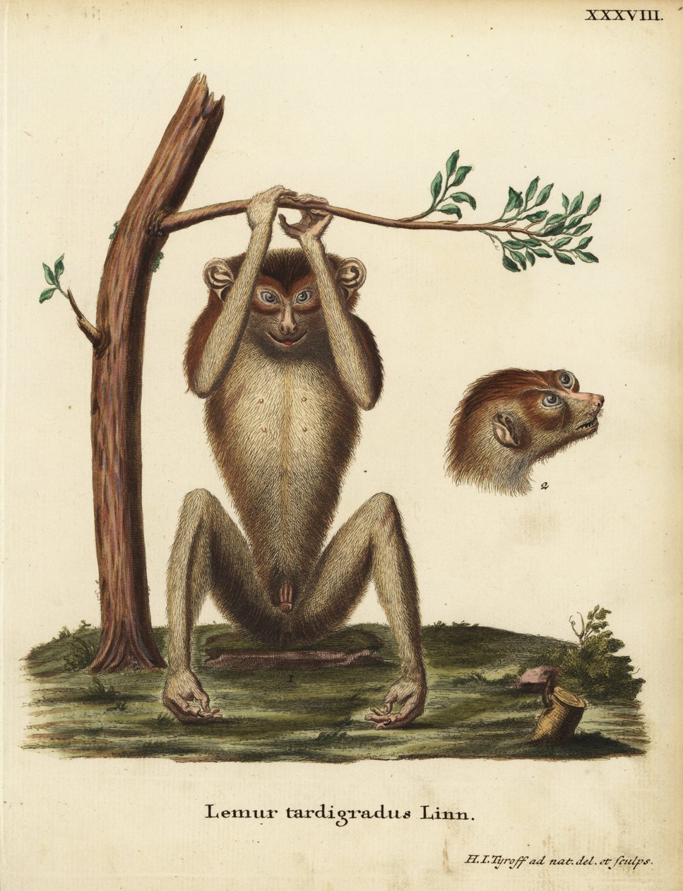 Hitaasti etenevä maki tai punainen hoikka lori, Loris tardigradus. Uhanalainen. Lemur tardigradus Linn. Hermann Jakob Tyroffin luonnosta piirtämä ja kaiverrettu käsinvärinen kuparilevy Johann Christian Daniel Schreberin teoksesta Animal Illustrations after tekijältä Unbekannter Künstler