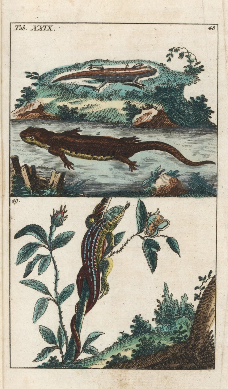 Smooth or Common Triton and Sand Lizard - Strong Water, Gottlieb Tobias Wilhelm (1758-1811), Encyclopedie of Natural History: Amphibians tekijältä Unbekannter Künstler