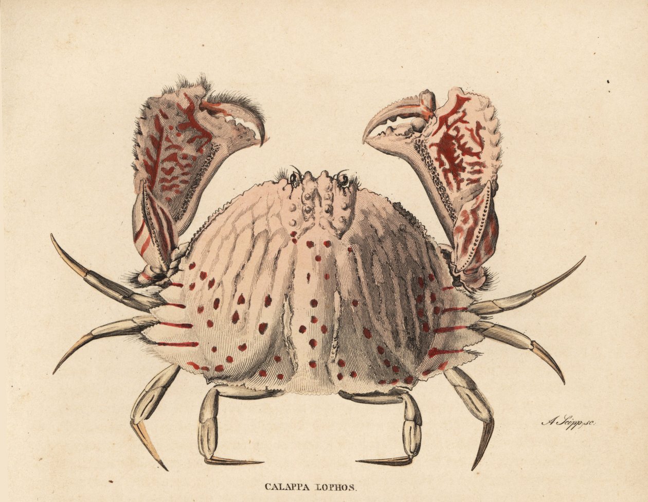 Sileä- tai punatäpläinen rapu, Calappa calappa (Calappa lophos). A. Scippin käsin värjätty teräskaiverrus Georg Friedrich Treitschken luonnontieteellisestä galleriasta, Naturhistorischer Bildersaal des Thierreiches, Liepzig-1842. tekijältä Unbekannter Künstler