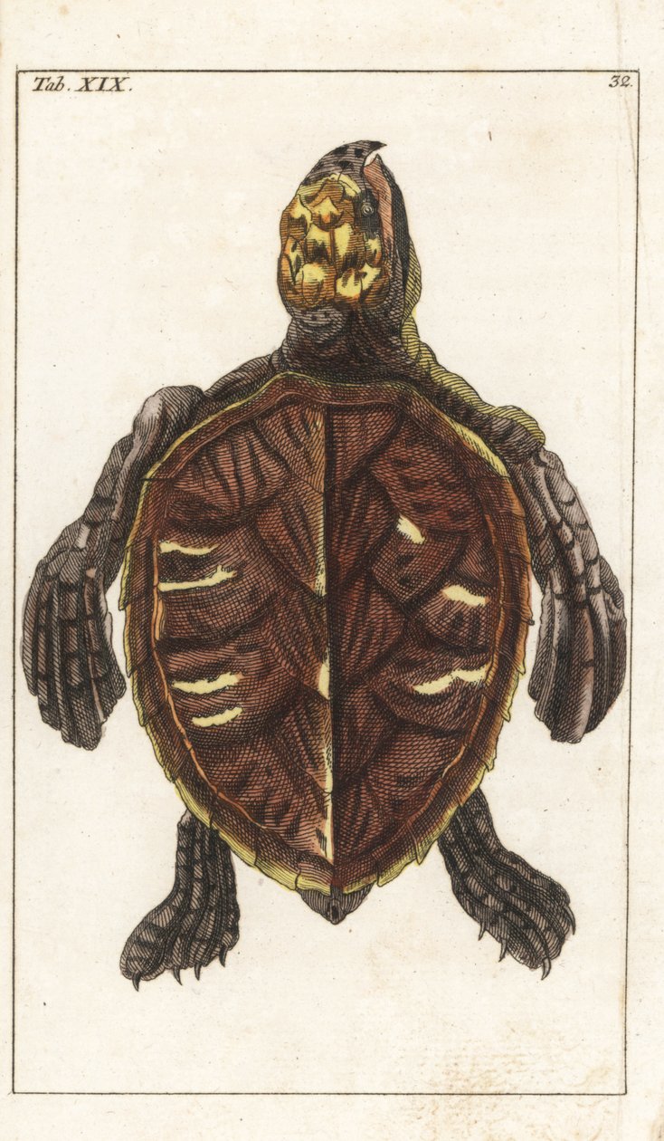 Snack Turtle or Scale Turtle - Strong Water Gottlieb Tobias Wilhelm (1758-1811), Encyclopedie of Natural History: Amphibians tekijältä Unbekannter Künstler