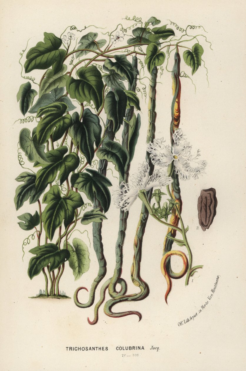 Käärmekuuri, Trichosanthes cucumerina (Käärmekurkku tai hiuskukka, Trichosanthes colubrina). Käsin väritetty litografia Louis van Houtten ja Charles Lemairen teoksesta Flowers of the Gardens and Hothouses of Europe, Flore des Serres et des Jardins de l