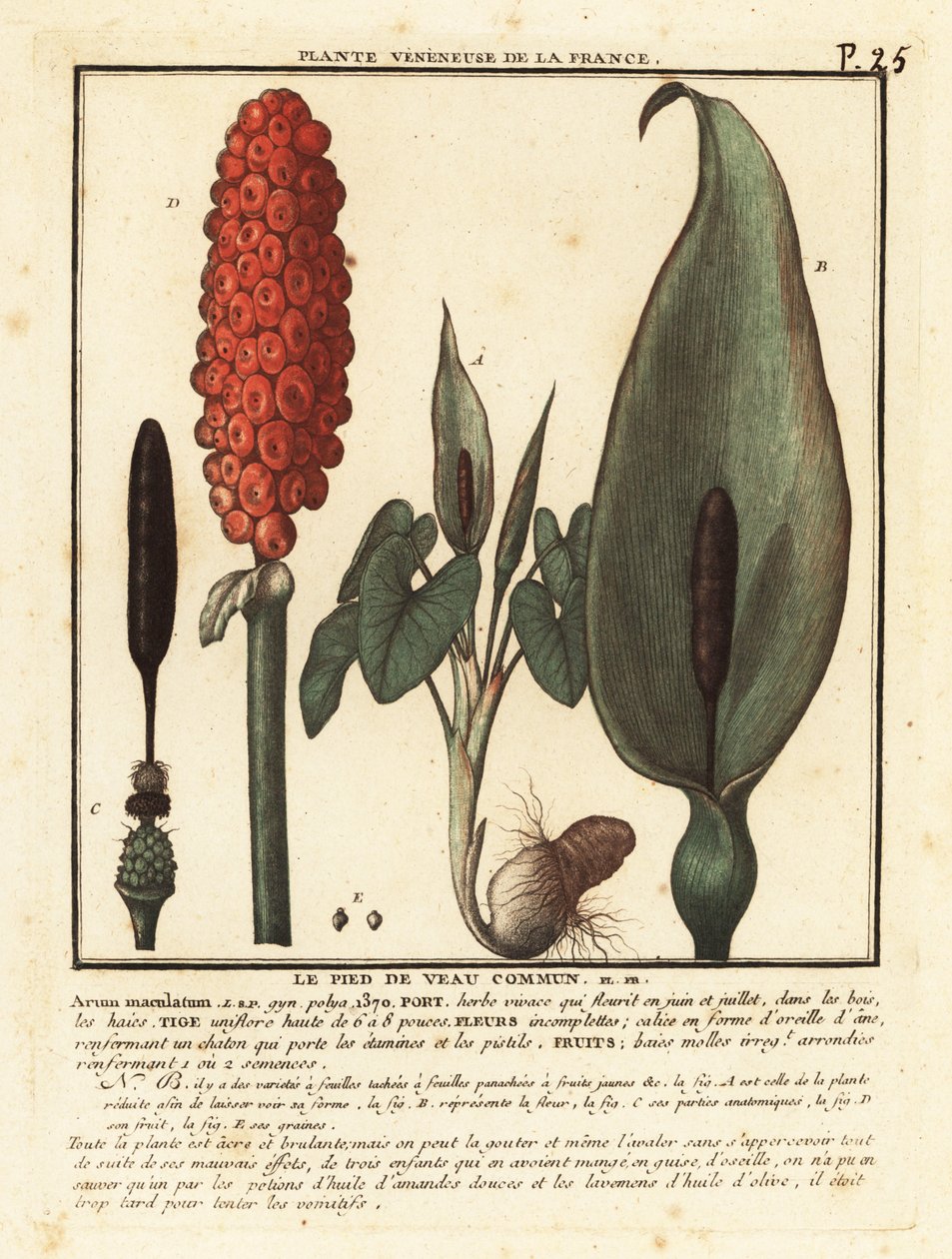 Snakeshead, Arum maculatum. tekijältä Unbekannter Künstler