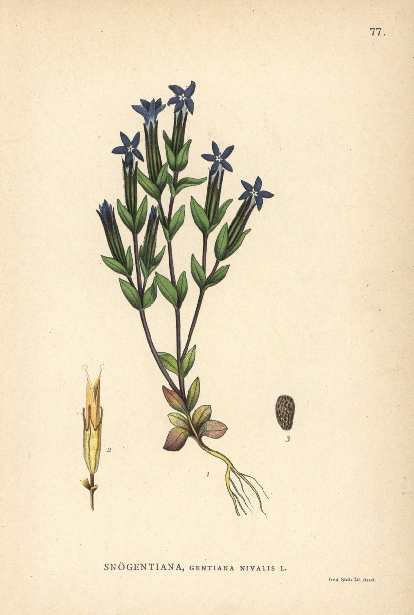 Lumisentian, Gentiana nivalis tekijältä Unbekannter Künstler
