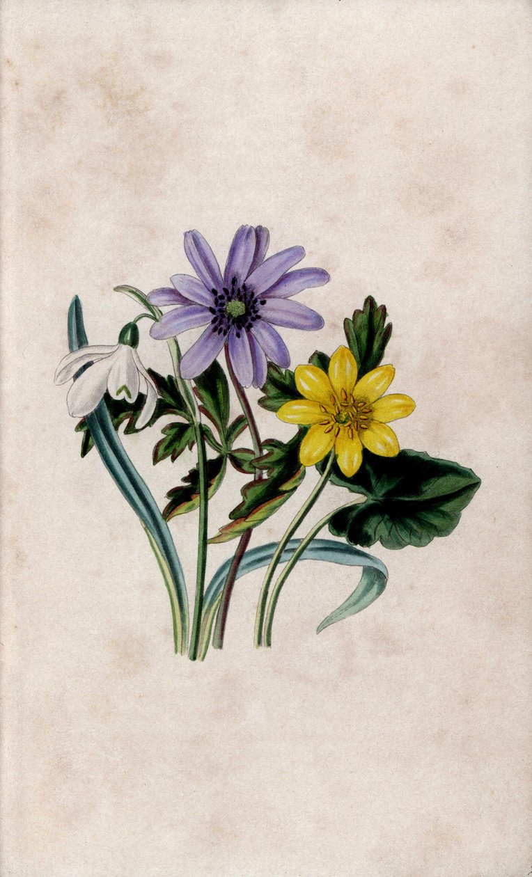 Lumilävistys, sininen anemone ja pieni celandine. Louisa Anne Twamleyn (1812-1895) litografia teoksessa Our Wild Flower, Charles Tilt, Lontoo, Englanti. tekijältä Unbekannter Künstler