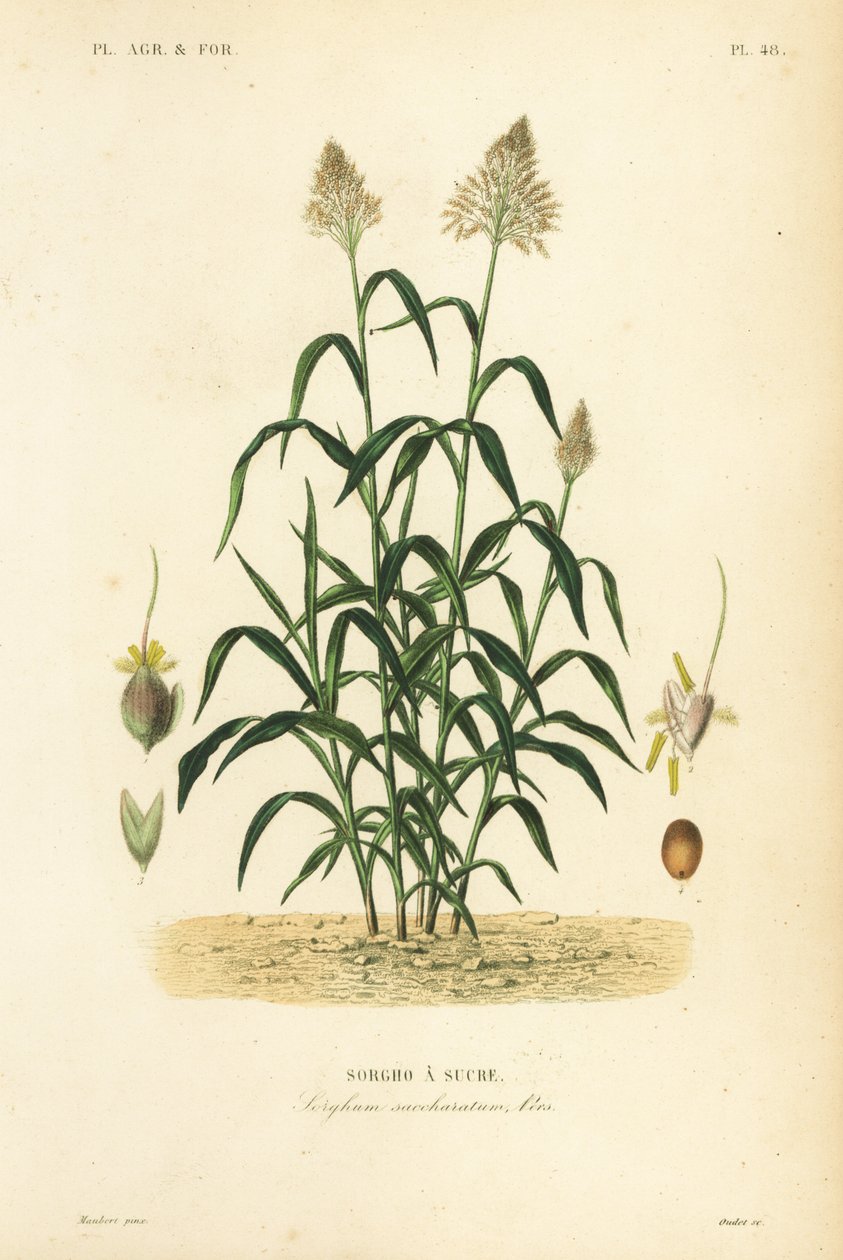 Sarghum Grass, Great Millet, Durr, Jowari Or Milo, Sarghum Biklar, Sarghum Sancharatum, Sarghum A Sukra tekijältä Unbekannt