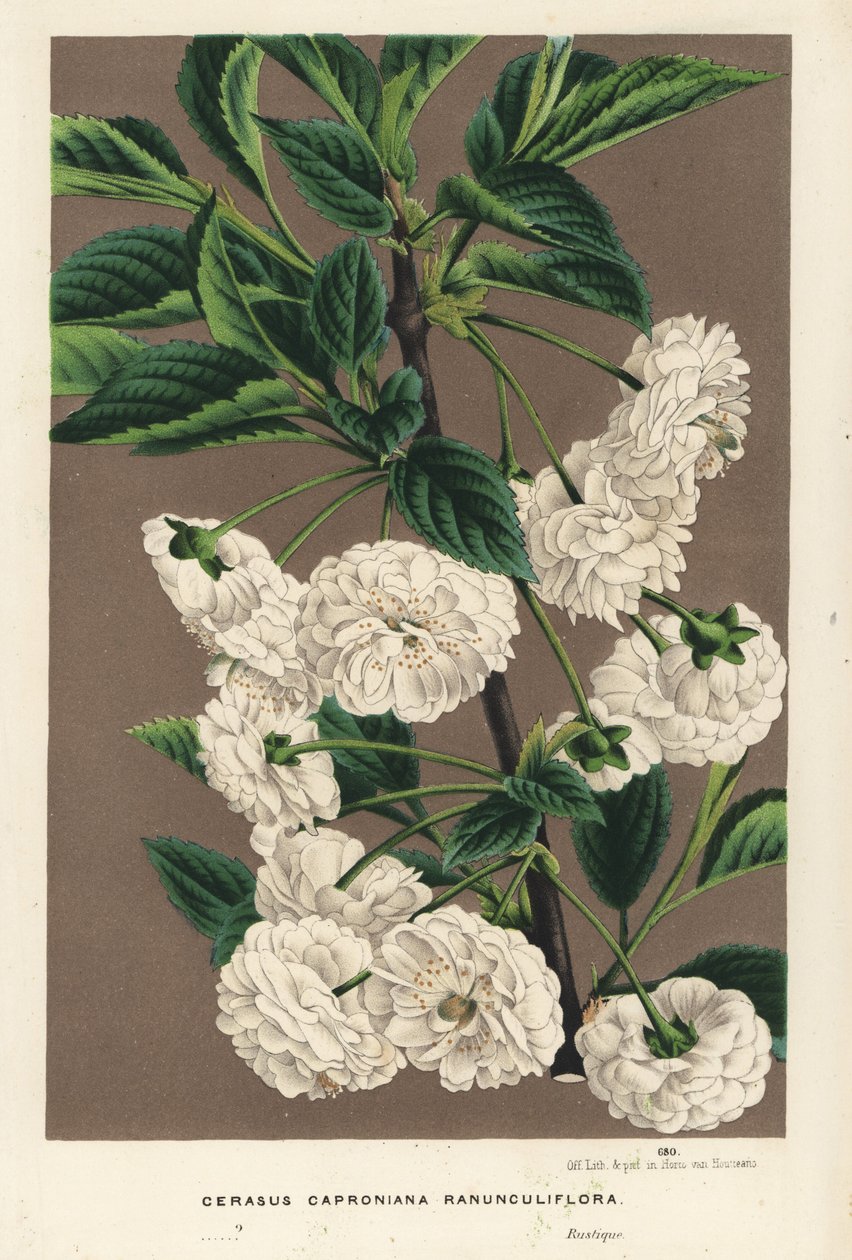 Hapankirsikkapuu, Prunus cerasus (caproniana ranunculiflora). Käsin väritetty litografia Louis van Houtten ja Charles Lemairen teoksesta Flowers of the Gardens and Hothouses of Europe, Flore des Serres et des Jardins de l