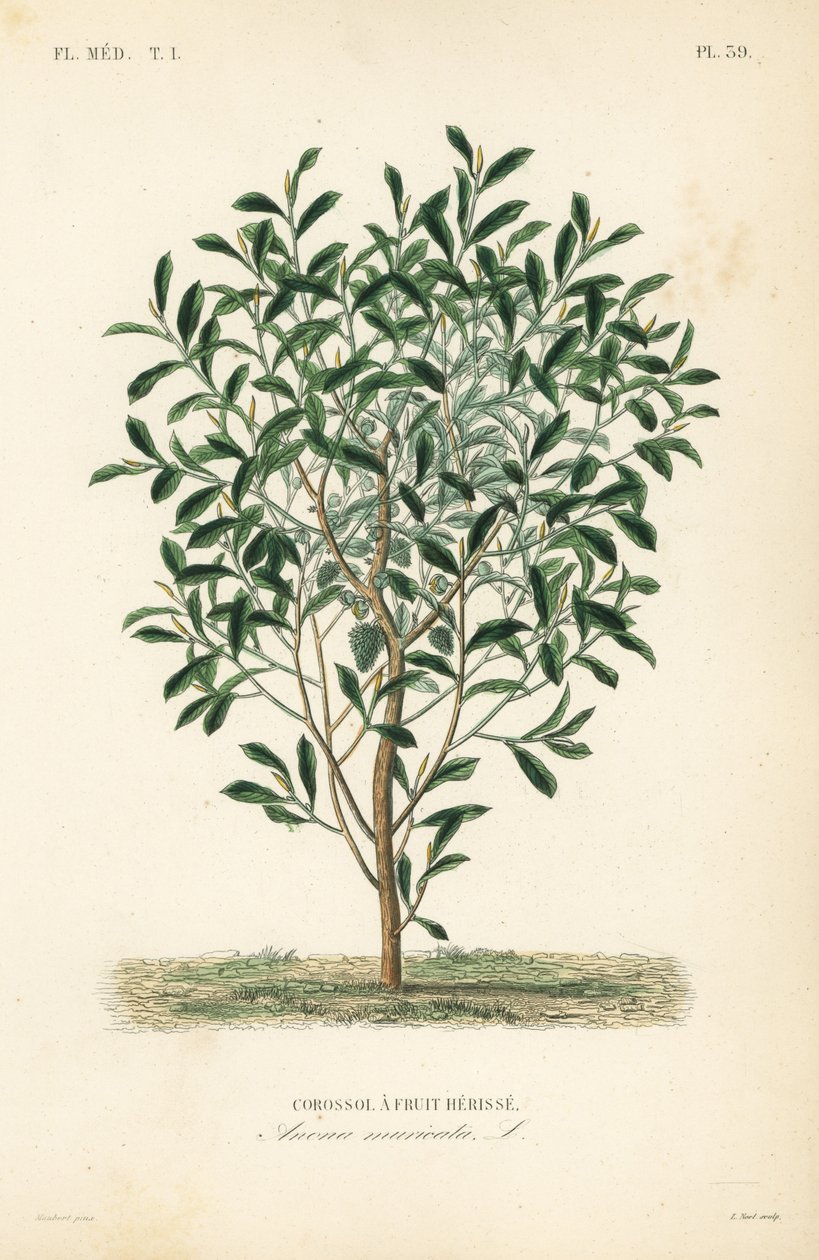 Soursop, graviola tai guyabano puu, Annona muricata, Corossol ja hedelmä herisse tekijältä Unbekannt