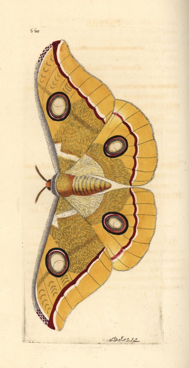 Etelä-Intian pieni tussore, Antheraea paphia (Phalaena paphia). Richard Polydore Nodderin piirtämä ja kaiverrettu kuvitus. Käsinväritetty kuparikaiverrus George Shaw
