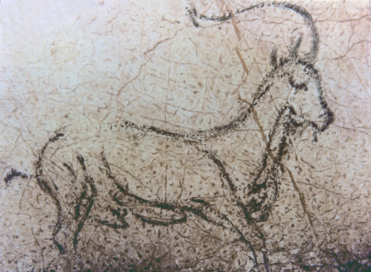 mainadera-cabra espanyola, període paleolític, c.40000-12000 aC (pintura rupestre)finès tekijältä Unbekannter Künstler
