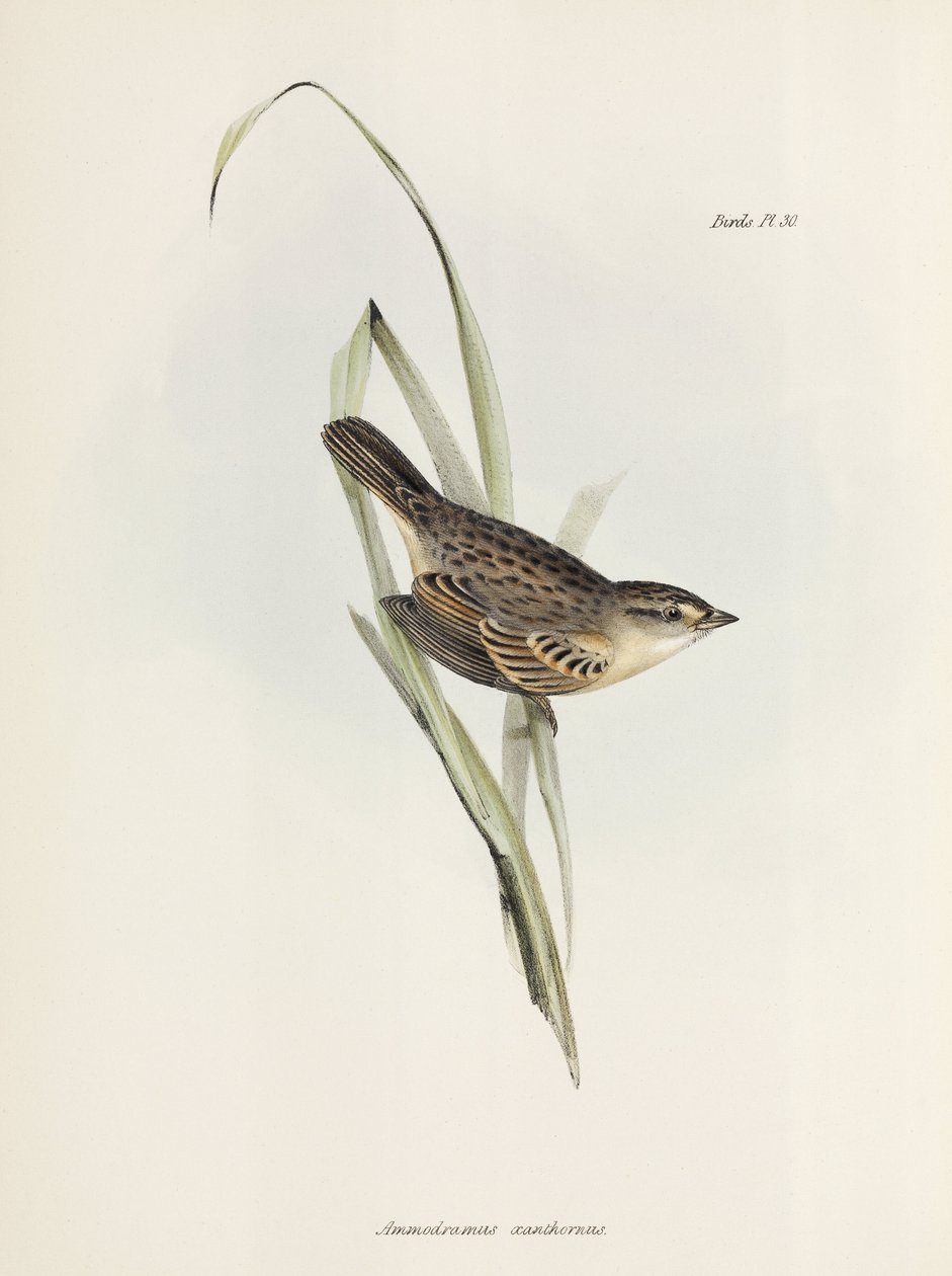 Varpunen tai peippo, n. 1832-1836 tekijältä Unbekannter Künstler