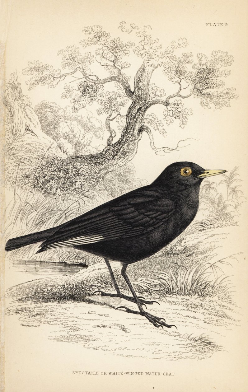 Spectacled tyrant, Hymenops perspicillatus (Spectacle or white-winged water-chat, Perspicilla leucoptera). William Lizarsin käsin väritetty teräskaiverrus William Swainsonin kuvituksen mukaan Sir William Jardinen Naturalist
