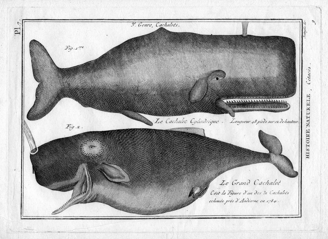 Spermavalaat Pierre Joseph Bonnaterren (1762-1804) teoksessa "Painting Encyclopedique et Methodique des trois Regnes de la Nature". Pariisi 1784. tekijältä Unbekannter Künstler