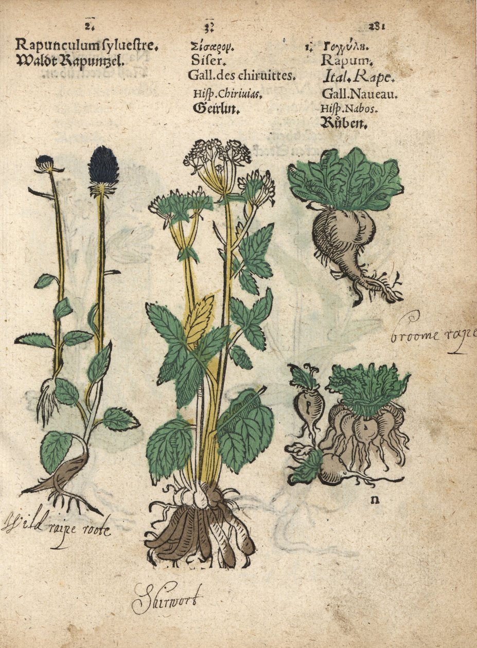 Piikkiramppu, Phyteuma spicatum, sirkka, Sium sisarum, ja nauris, Brassica rapa. Käsinväritetty puupiirroskuva kasvitieteellisestä kuvituksesta Adam Lonicerin teoksesta Krauterbuch, or Herbal, Frankfurt. tekijältä Unbekannter Künstler