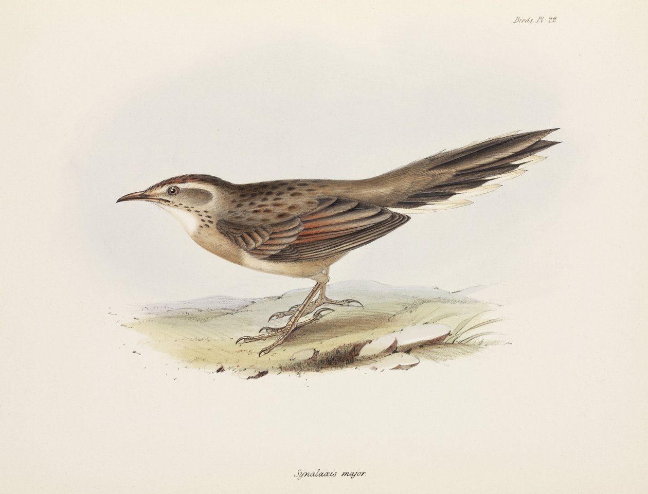 Spinetail, Etelä-Amerikka, n. 1832-1836 tekijältä Unbekannter Künstler