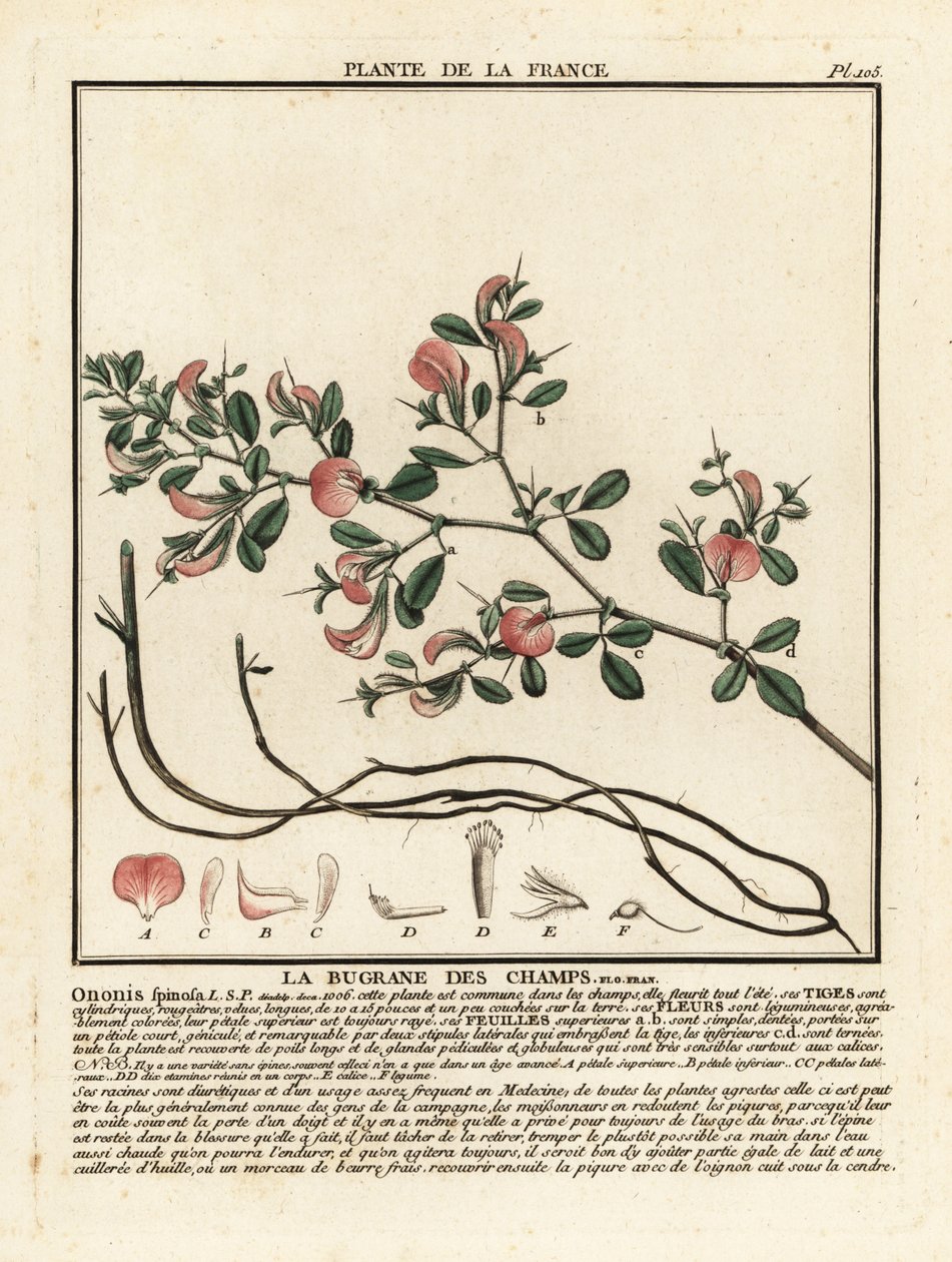 Spiny restharrow, La bugrane des champs, Ononis spinosa. tekijältä Unbekannter Künstler