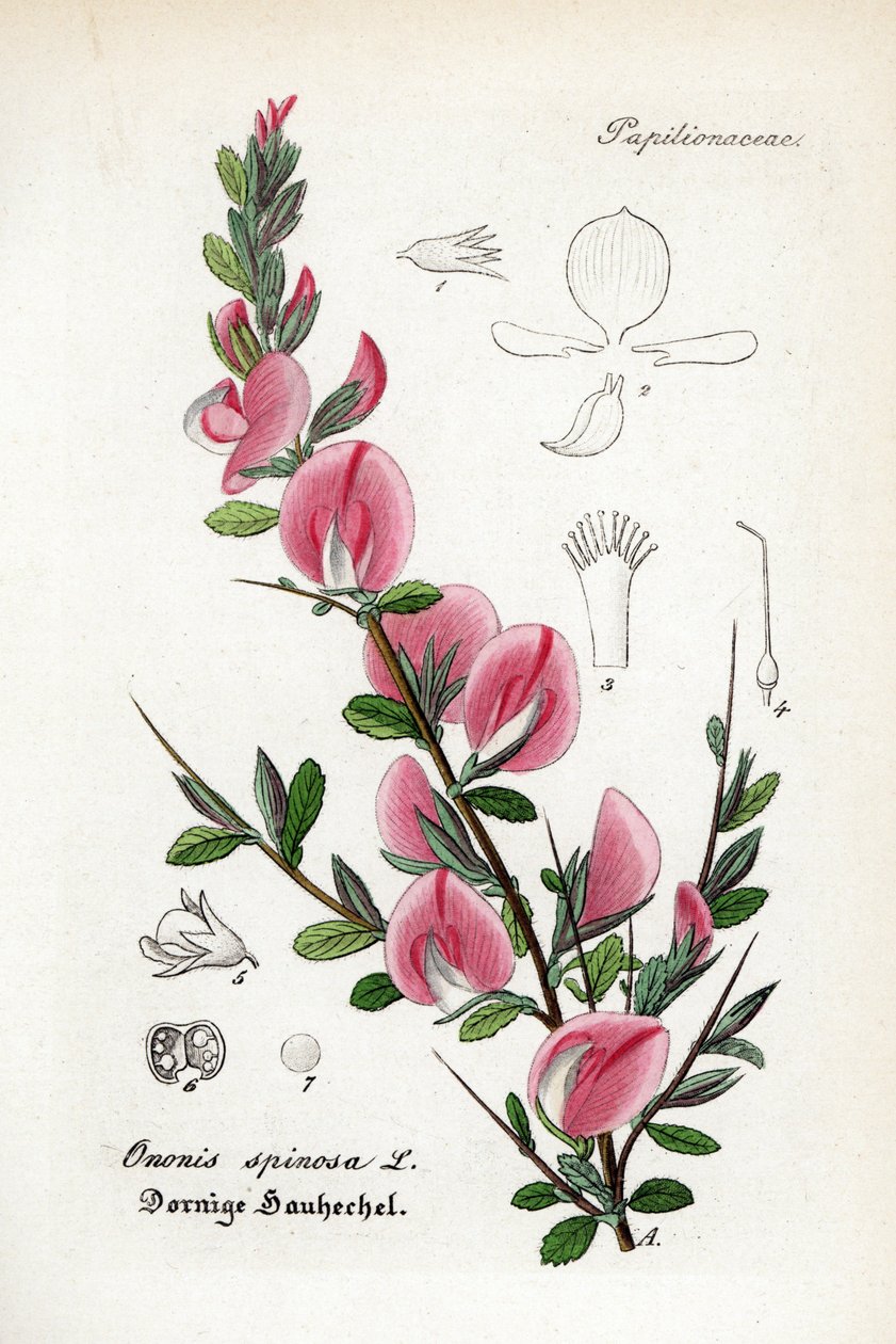 Piikkisammal, Ononis spinosa. Käsinväritetty kuparikaiverrus Dr. Willibald Artus