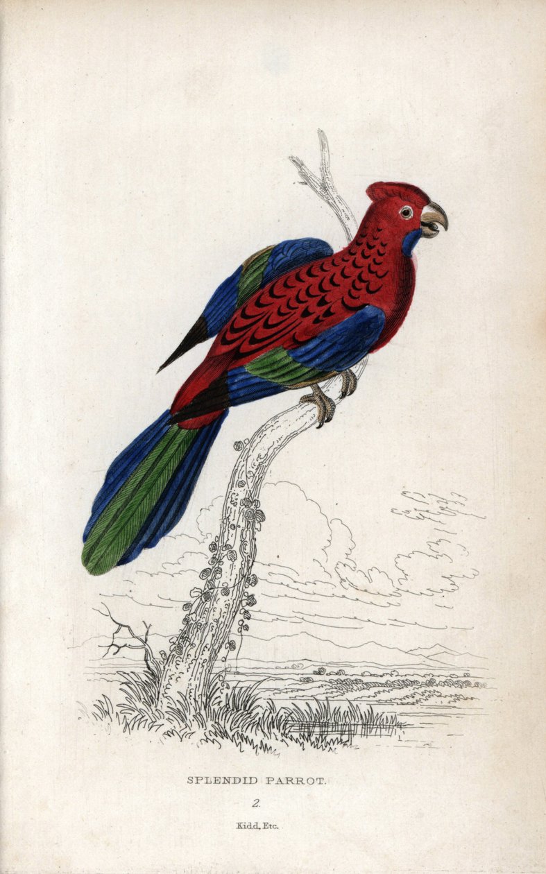 Loistopapukaija (Psittacus gloriosus). Platycerus elegans. Joseph Kiddin litografia, joka perustuu John Audubonin piirrokseen, Miscellany of Natural History -teoksessa: Papukaijat, Sir Thomas DiK Lauder ja kapteeni Thomas Brown, julkaistu Edinburghissa, Sk tekijältä Unbekannter Künstler
