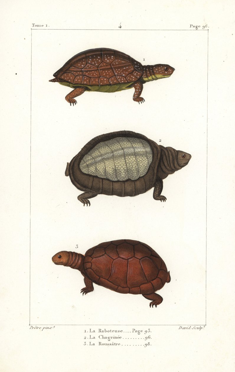 Täpläjalkainen kilpikonna, Rhinoclemmys punctularia 1, Intian läppäkilpikonna, Lyssemys punctata 2, ja Pohjois-Afrikan kypäräkilpikonna, Pelomedusa subrufa olivacea. Davidin käsin tekemä kuparikaiverrus Jean-Gabriel Pretren Bernissä tekemän kuvituksen muka tekijältä Unbekannter Künstler