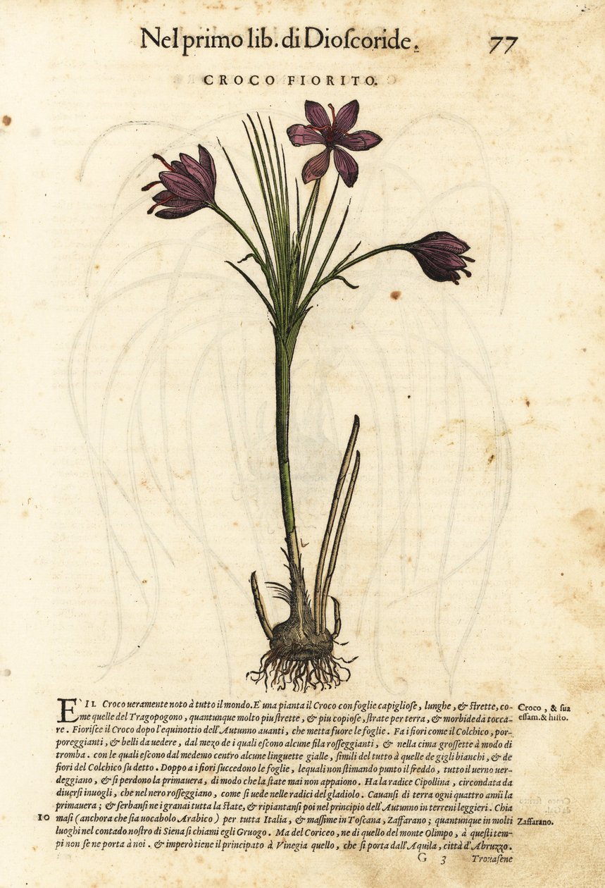 Kevätkrokotiili, Crocus vernus (kukkiva krookus). Wolfgang Meyerpickin käsin värjätty puupiirros Giorgio Liberalen kuvituksen mukaan Pietro Andrea Mattiolin teoksesta Discorsi di P.A. Matthioli ne i sei libri della Materia Medicinale di Pedacio Dioscorid. tekijältä Unbekannter Künstler