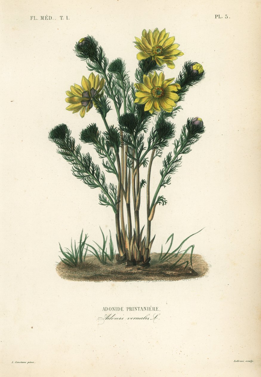 Kevätfasaaninsilmä tai valehellebore, Adonis vernalis, Adonis printaniere tekijältä Unbekannt