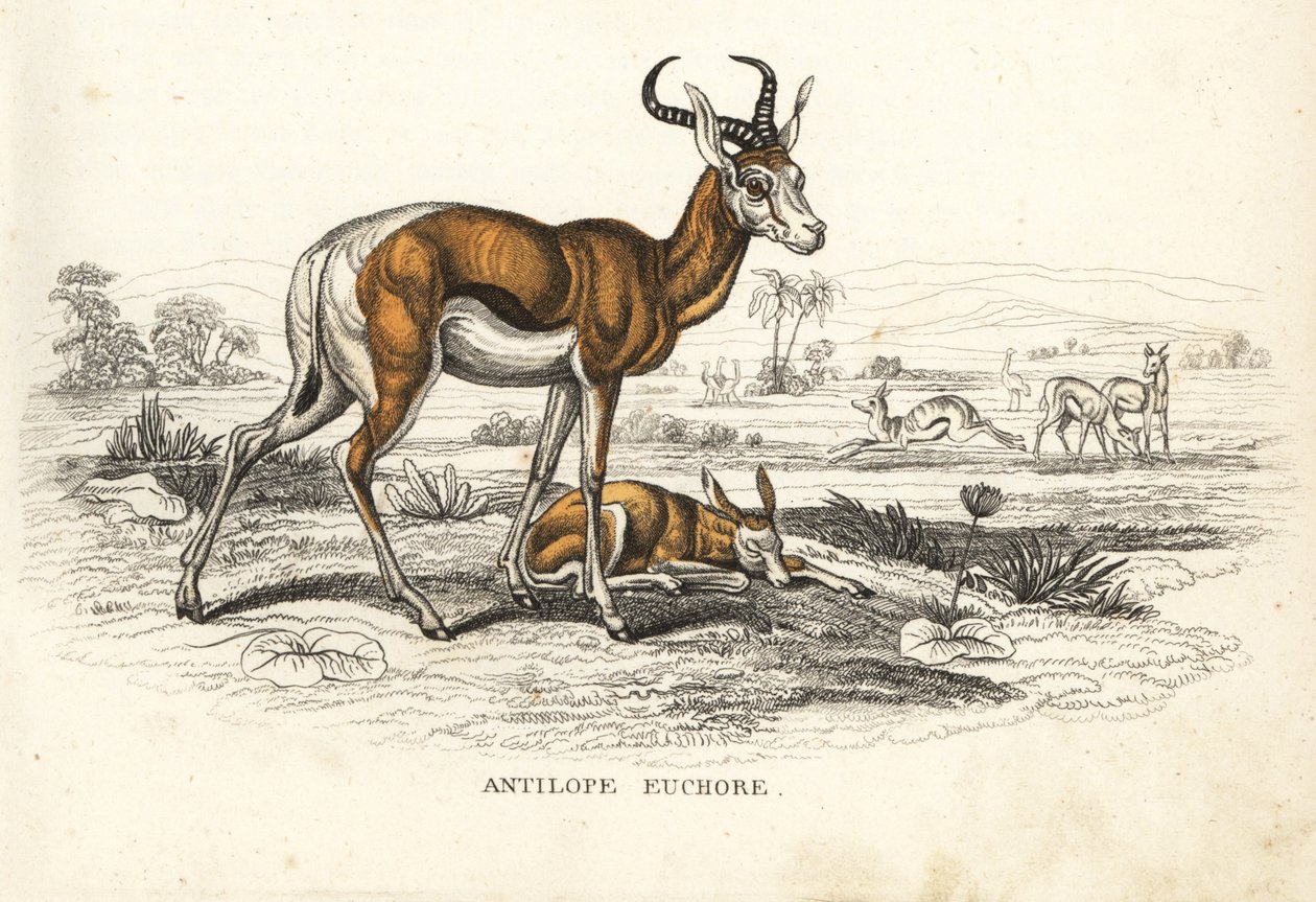 Springbok, Antidorcas marsupialis (Antelope euchore). Käsinväritetty litografia Georg Friedrich Treitschken luonnontieteellisestä galleriasta, Naturhistorischer Bildersaal des Thierreiches, Liepzig-1842. tekijältä Unbekannter Künstler