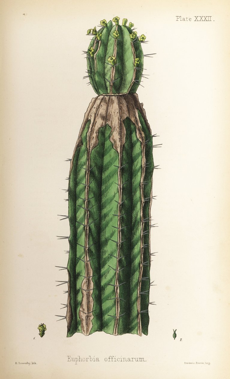 Ahdekaunokki, Euphorbia officinarum. Henry Sowerbyn tekemä käsin väritetty litografia Edward Hamiltonin teoksesta Flora Homeopathica, Bailliere, Lontoo. tekijältä Unbekannter Künstler