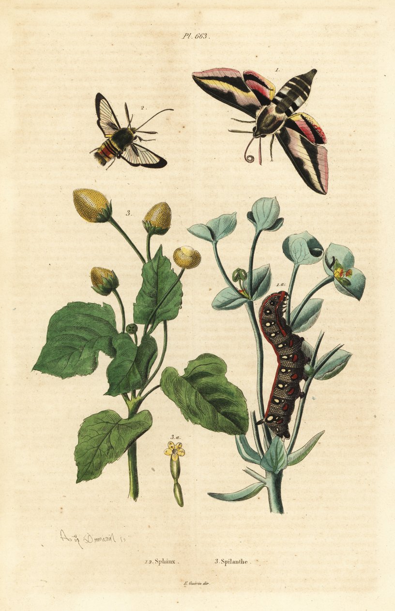 Spurge-haukkakoi, Hyles euphorbiae ja toukka 1, hornet koi, Sesia apiformis 2 ja hammassärkykasvi, Spilanthes-lajit tekijältä Unbekannt