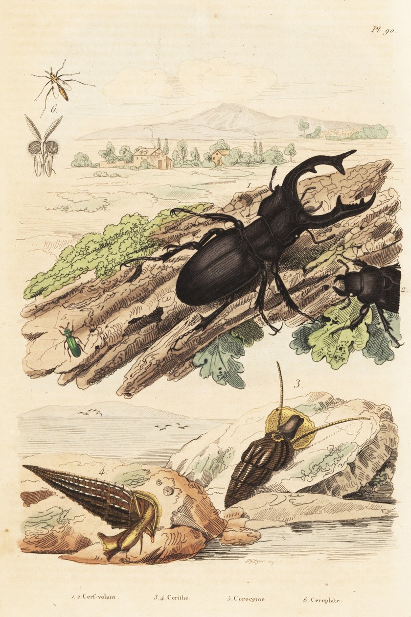 Polttarikuoriainen, Lucanus hirvi 1, Cerithium sulcatum ja Rhinoclavis karkeat nilviäiset 3,4, Cerocoma elateroides 5 ja Keroplatus tipuloides ampiainen 6 tekijältä Unbekannt