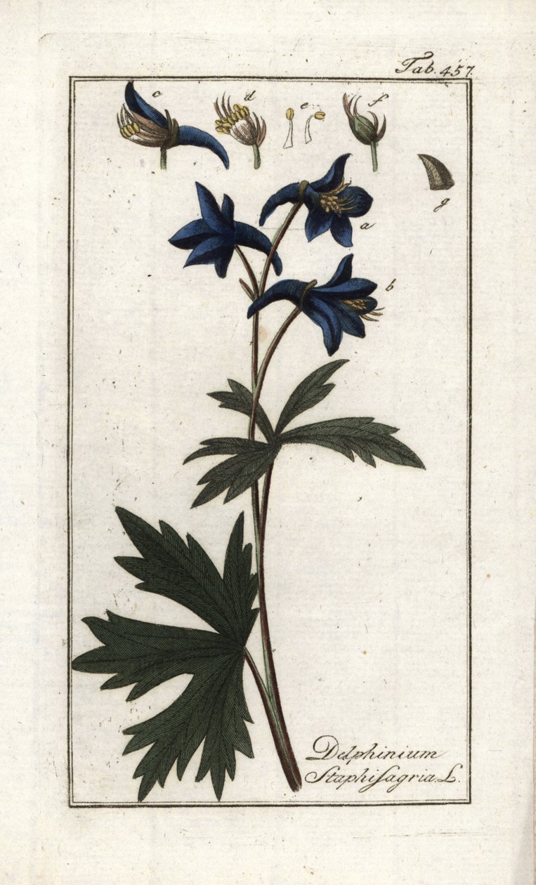 Staphisegar tai yrtti, jossa on täitä, kihtiruohoa tai villiviinirypäle (Delphinium staphisagria). Litografia Johannes Zornin (1739-1799) Alankomaiden teoksesta "Afbeelding der Artseny-Gewassen". tekijältä Unbekannter Künstler