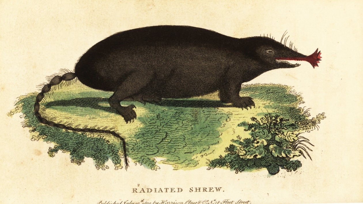 Tähtikärkimyrä, Condylura cristata., 1800 (kaiverrus) tekijältä Unbekannter Künstler