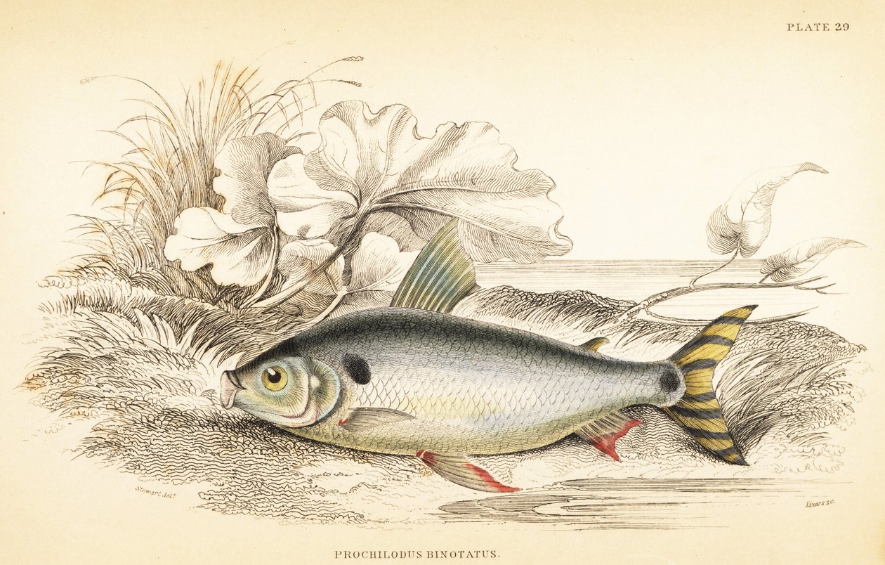 Steindachnerina binotata (kaksoismerkitty lohikarppi, Prochilodus binotatus). W.H. Lizarsin käsin väritetty teräskaiverrus James Stewartin kuvituksen mukaan Robert Schomburgin teoksesta Fishes of Guiana, joka on osa Sir William Jardinen Naturalist
