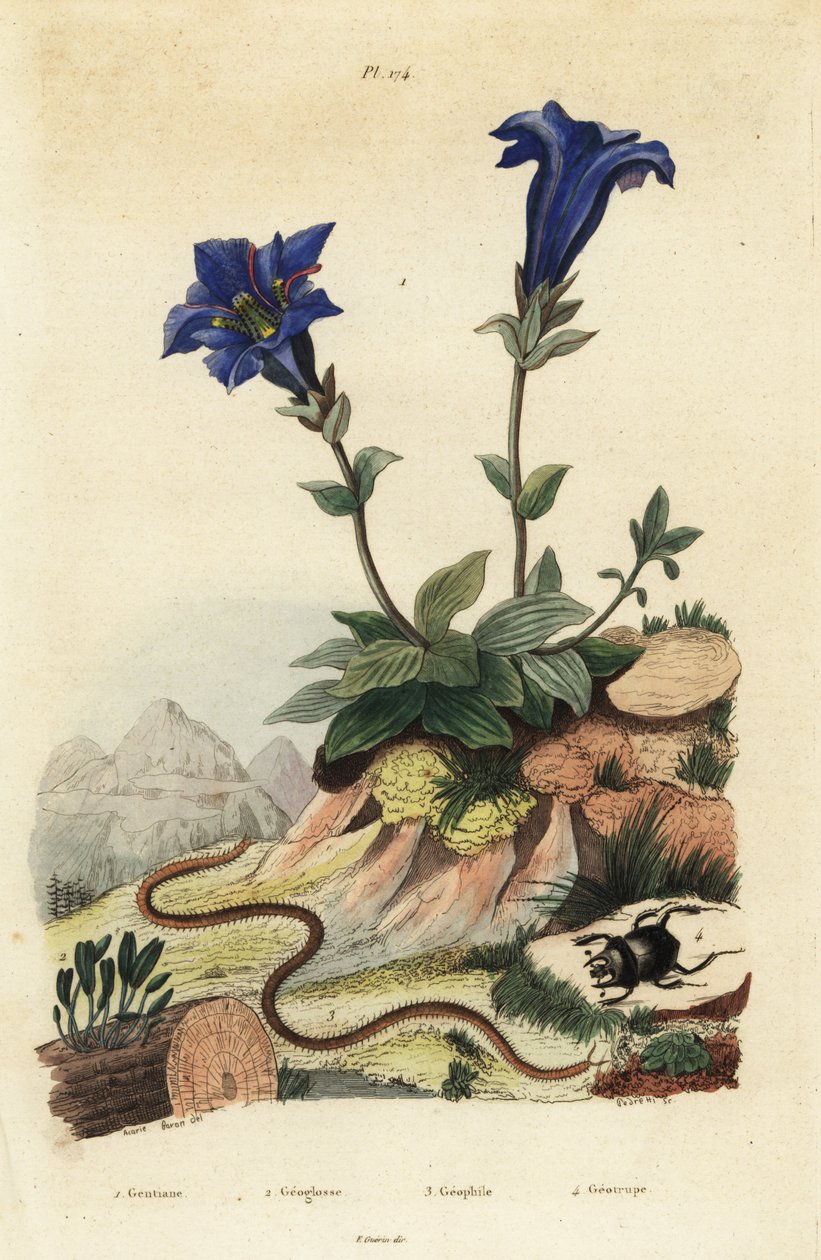 Varreton gentian, gentian acaulis 1, Clavaria ophioglossoides 2, tuhatjalkainen, Geophilus walckenaerii 3 ja skarabekuoriainen, Geotrupes momus 4 tekijältä Unbekannt