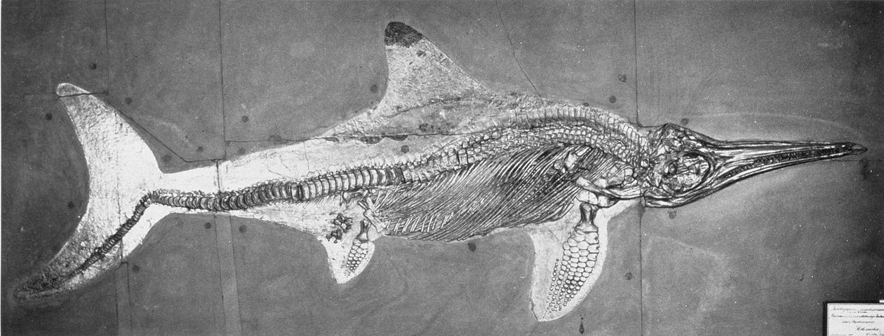 Stenopterygius megacephalus (Oxford Ichthyosaur) löysi nro. Stuttgart, Saksa, Upper Lias Period tekijältä Unbekannt