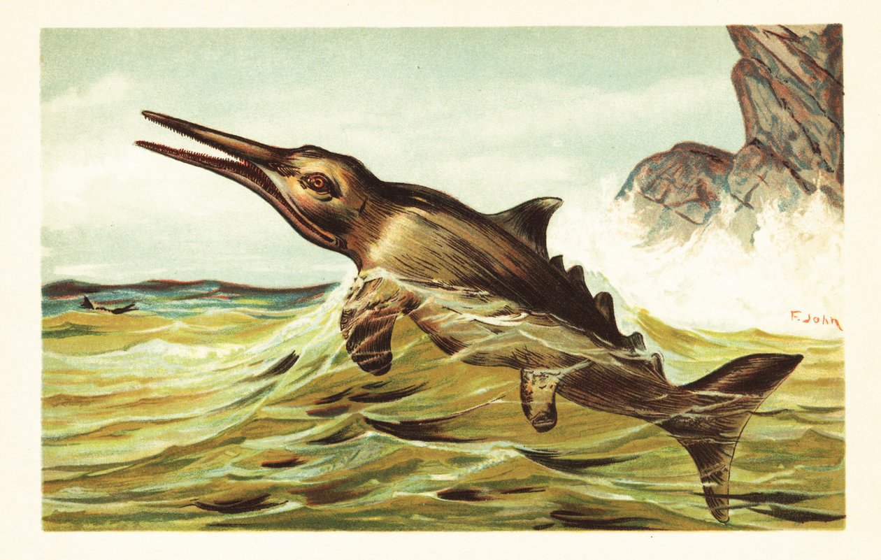 Stenopterygius quadriscissus, sukupuuttoon kuollut ikthyosaurus.1908 (litografia) tekijältä Unbekannter Künstler