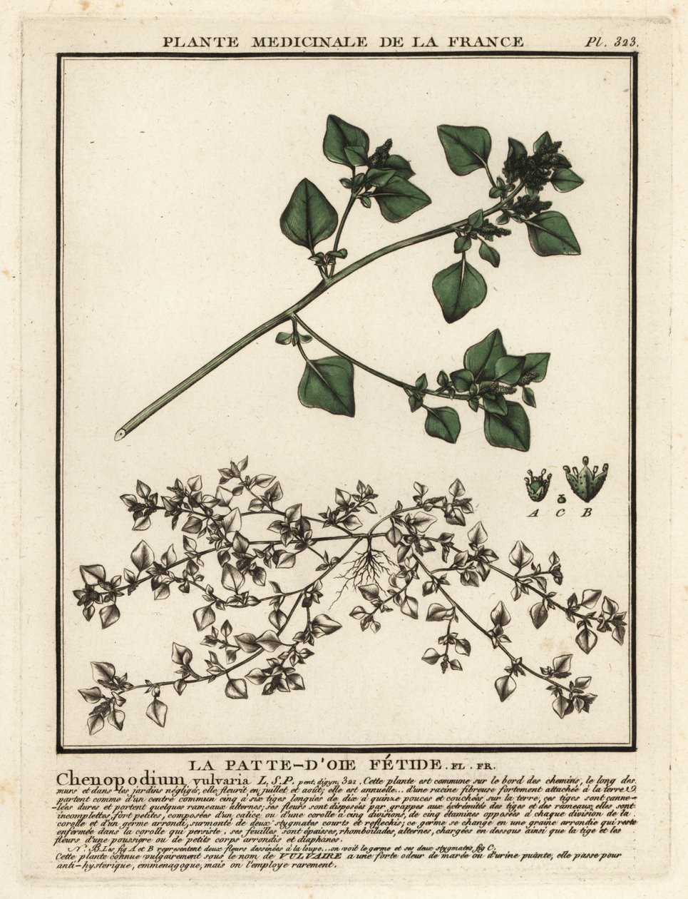 Haiseva hanhenjalka, Chenopodium vulvaria. tekijältä Unbekannter Künstler