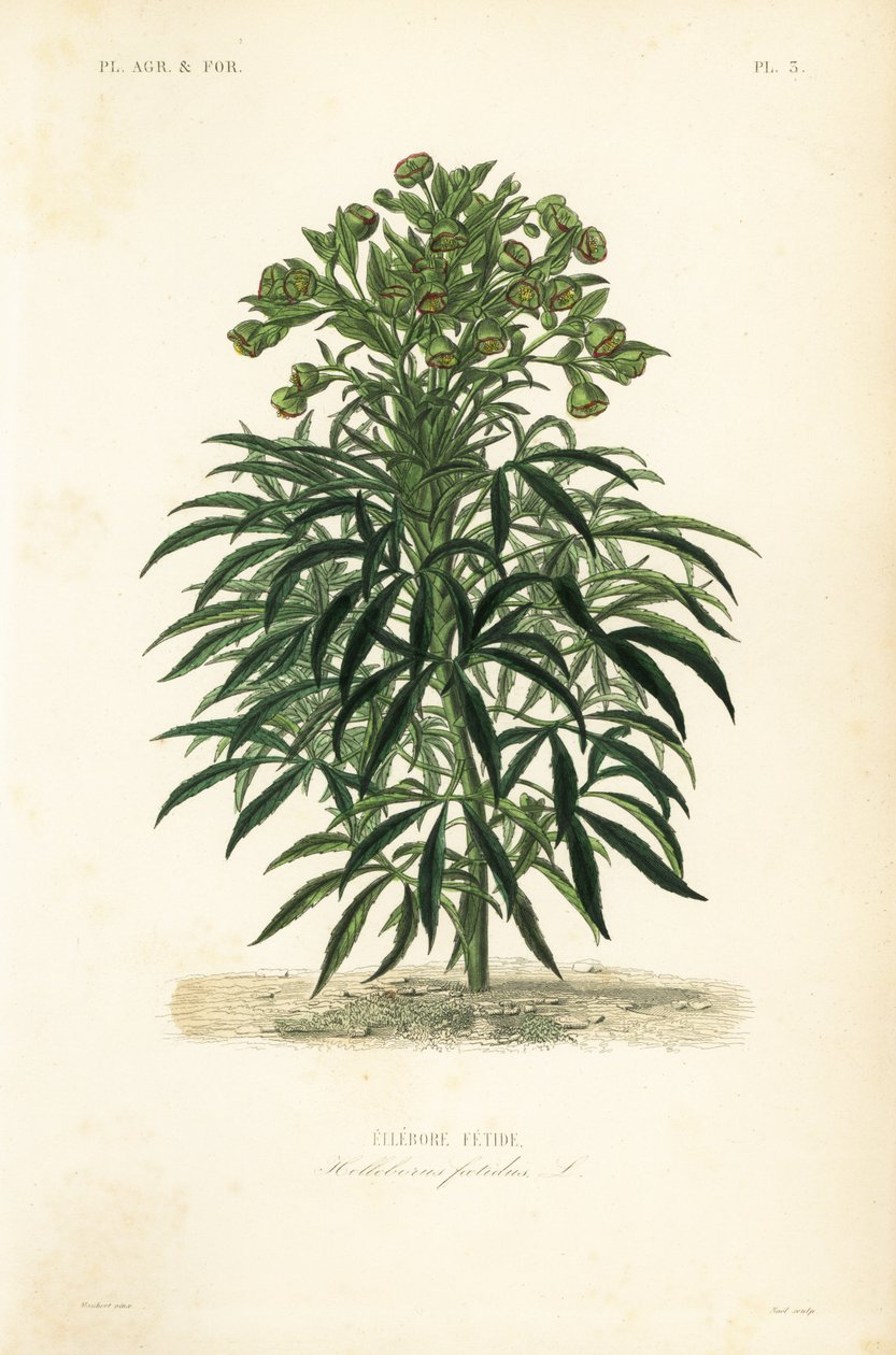 Haiseva hellebore, Helleborus foetidus, Hellebore fetide tekijältä Unbekannt