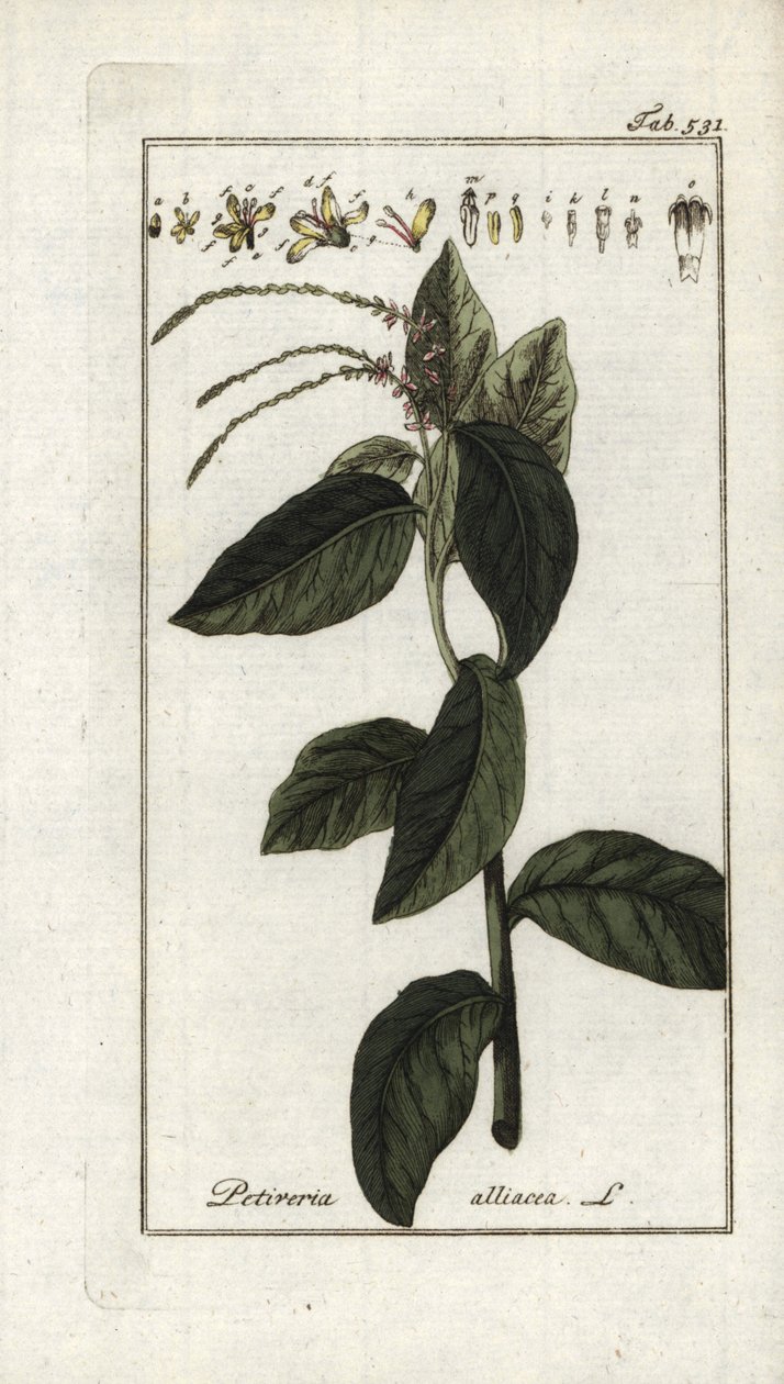 Haiseva verbena tai valkosipuliverbena (Petiveria alliacea). Litografia Johannes Zornin (1739-1799) teoksesta "Afbeelding der Artseny-Gewassen", Alankomaat. tekijältä Unbekannter Künstler