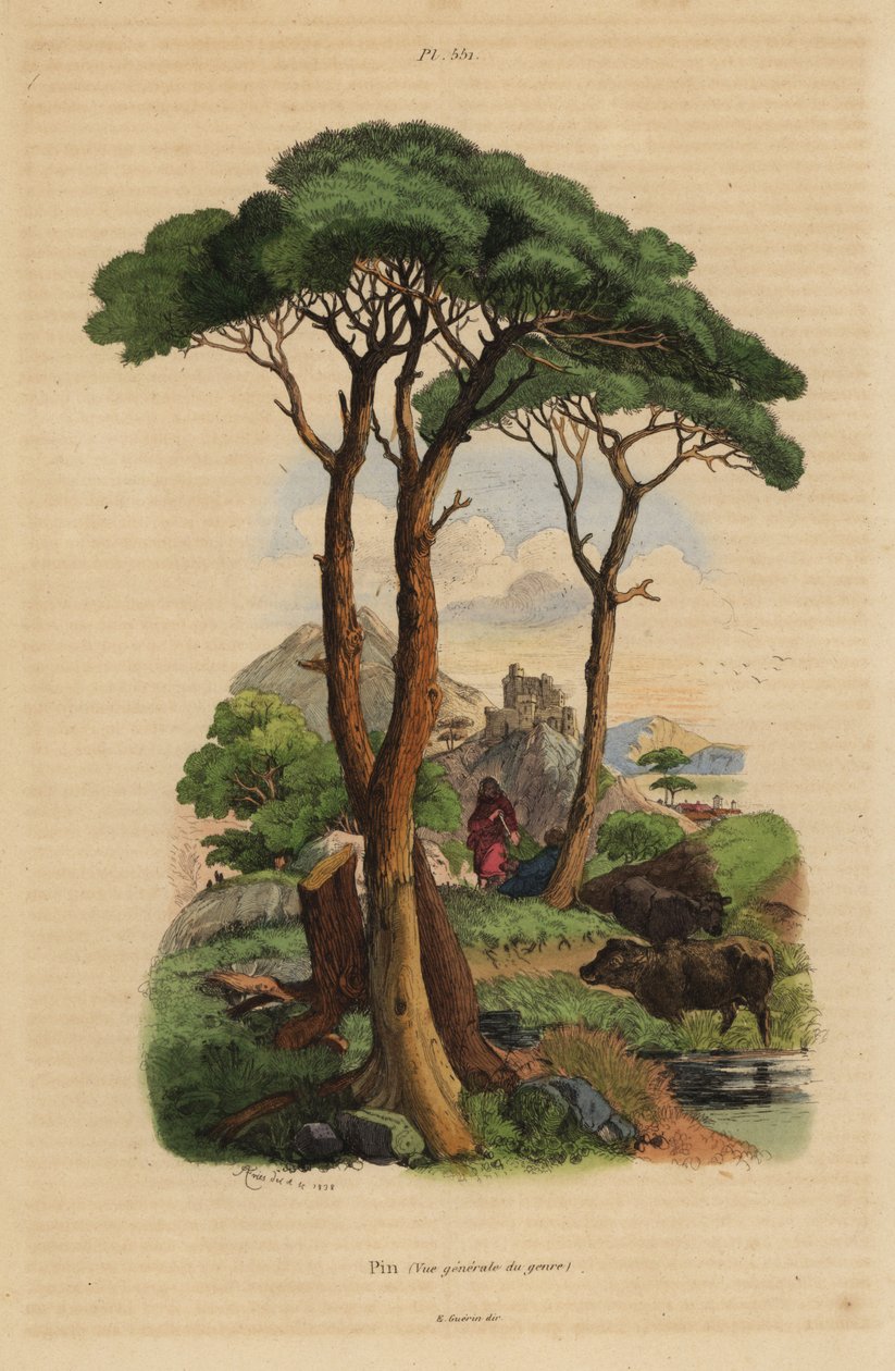 Kivimänty, Pinus pinea, Pinus tekijältä Unbekannt