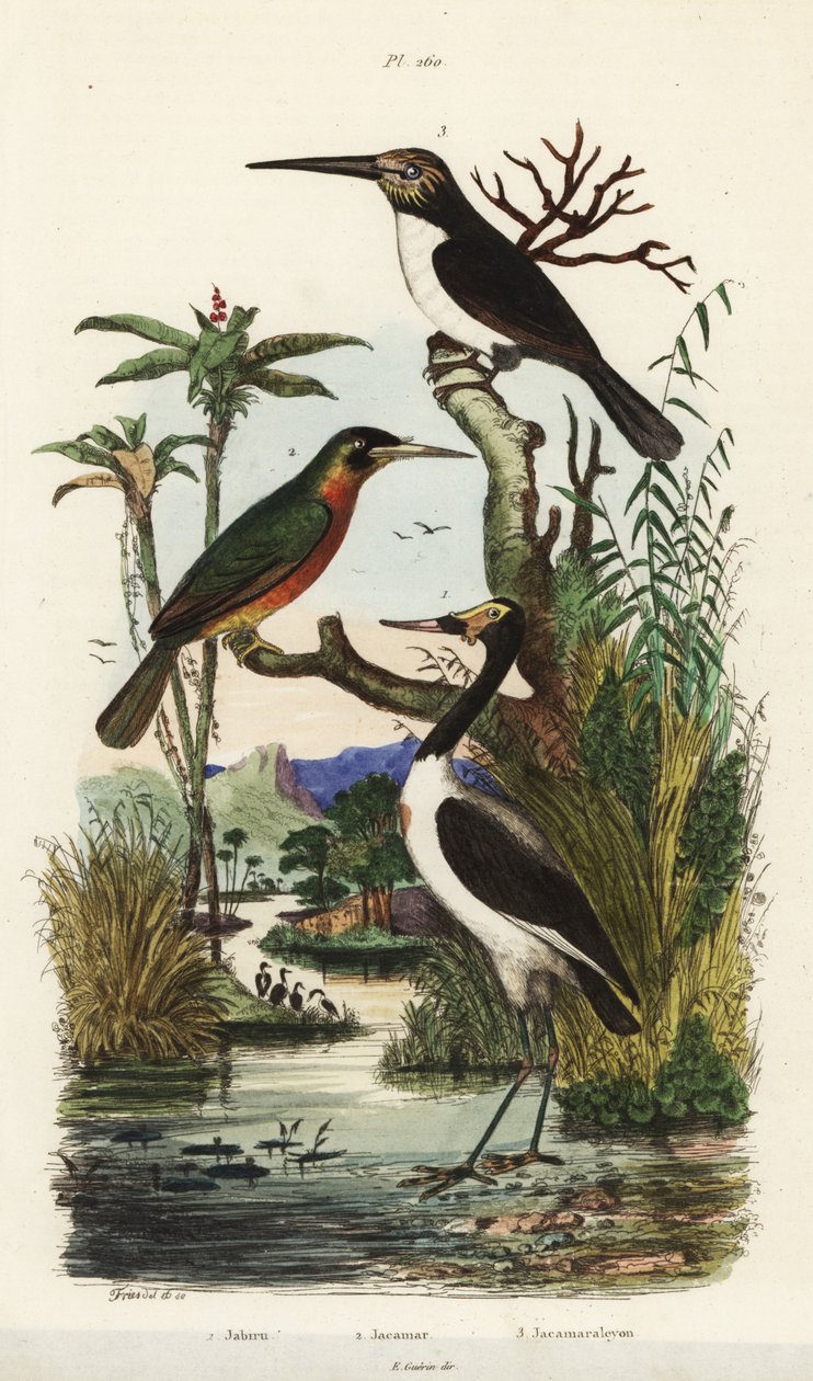 Haikara, Jabiru-mycteria, rufous-tailed jacamar, Galbula ruficauda ja kolmivarvas jacamar, Jacamaralcyon tridactyla tekijältä Unbekannt