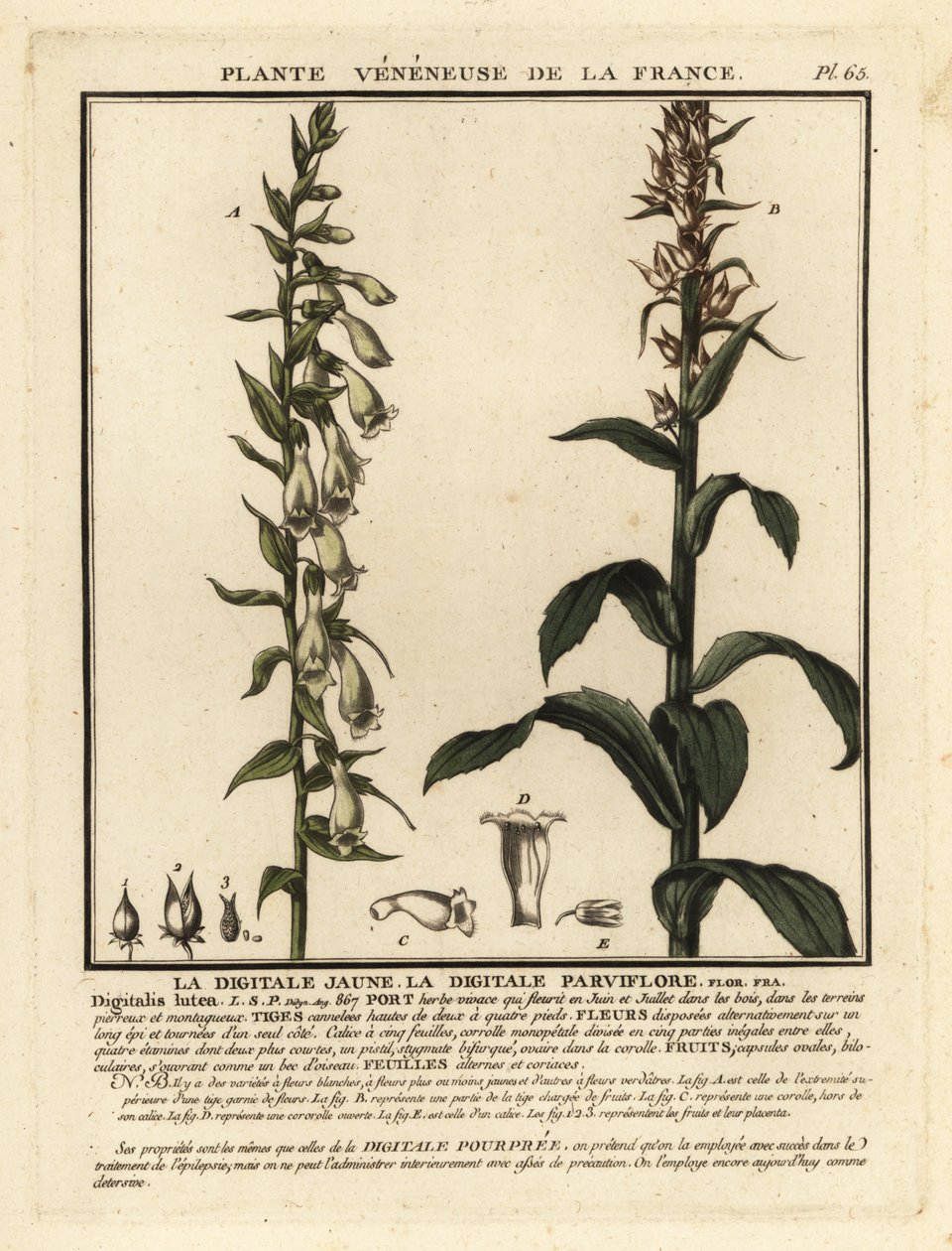 Olkihanska, Digitalis lutea. tekijältä Unbekannter Künstler