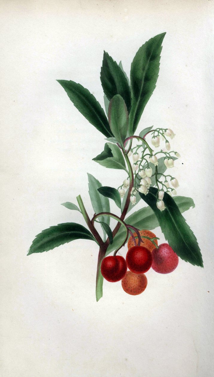 Mansikkapuu kukkineen ja hedelmineen, Arbutus unedo. Käsinväritetty kasvitieteellinen kuvitus, jonka Rebecca Hey on piirtänyt luonnosta omasta "Spirit of the Woods" -teoksestaan, Lontoo, Longman, Rees. tekijältä Unbekannter Künstler