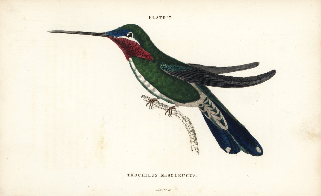 Raitakihu, Heliomaster squamosus (Valkoraidallinen kolibri, Trochilus mesoleucus). William Lizarsin käsin väritetty teräskaiverrus Sir William Jardinen Naturalist