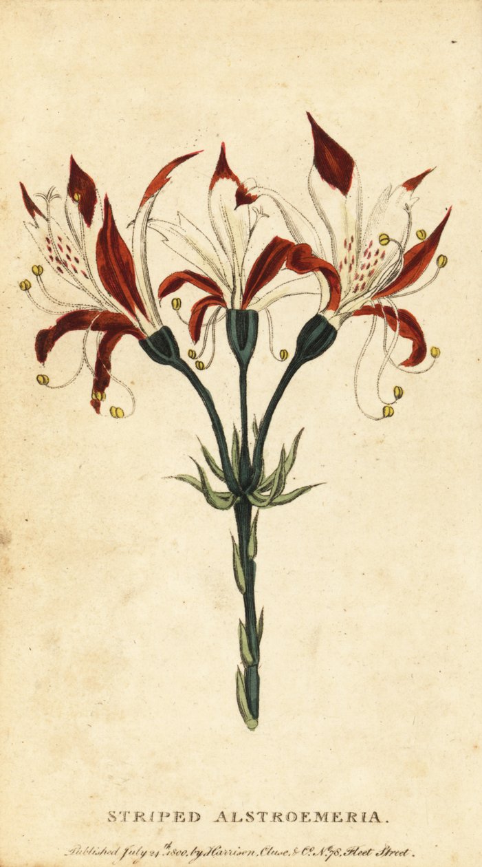 Raidallinen alstroemeria, Alstroemeria ligtu. ,1800 (kaiverrus) tekijältä Unbekannter Künstler