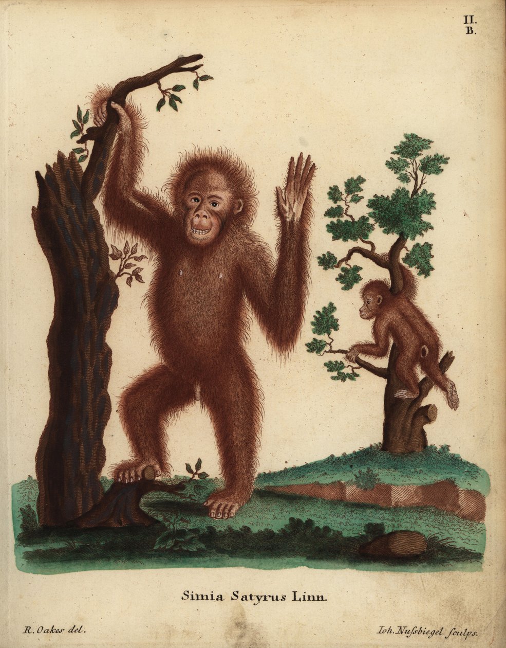 Sumatran oranki, Pongo abelii. Kriittisesti uhanalainen. Simia satyrus Linn. Johann Nussbiegelin käsin värjätty kuparipiirros R. Oakesin kuvituksen mukaan Johann Christian Daniel Schreberin teoksesta Animal Illustrations after Nature eli Schreberin eläinku tekijältä Unbekannter Künstler