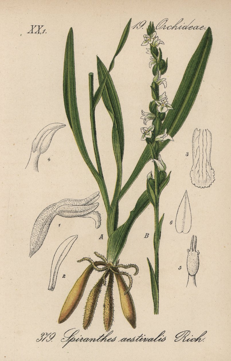 Kesäspirantti - Kesäpikkutädit, Spiranthes aestivalis. Käsin väritetty litografia Diederich von Schlechtendalin teoksesta Saksan kasvisto (Flora von Deutschland), Jena. tekijältä Unbekannter Künstler