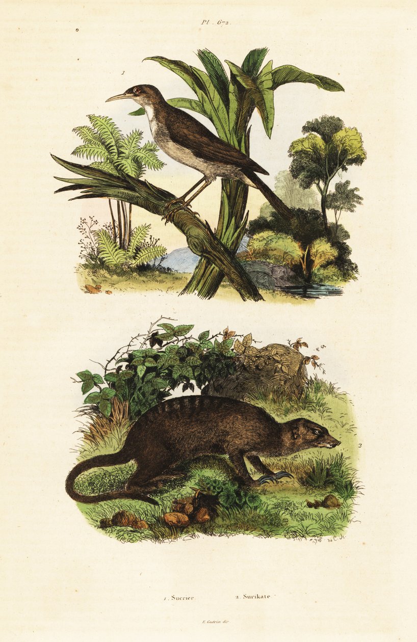 Sunbird and meerkat., 1834-1839 (kaiverrus) tekijältä Unbekannter Künstler