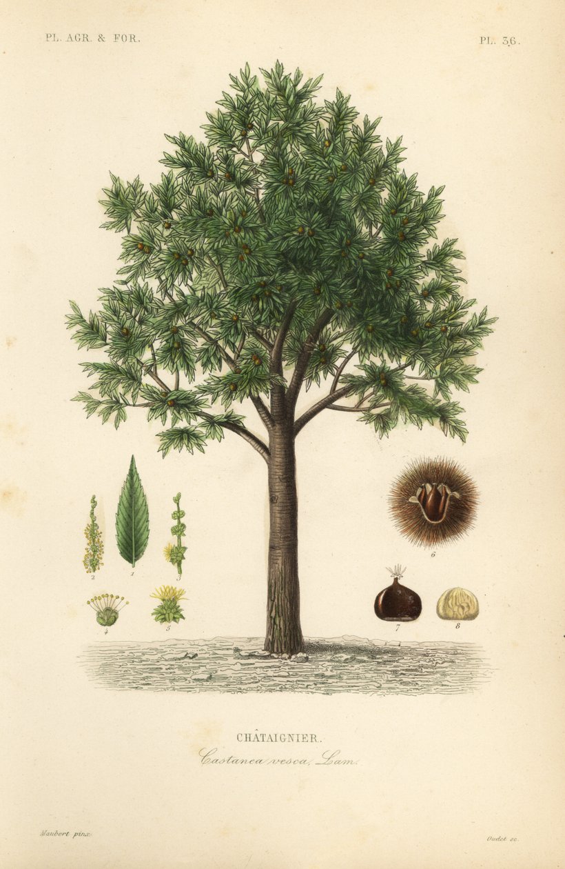 Makea kastanja, Castanea sativa, Castanea vesca, Chataignier tekijältä Unbekannt