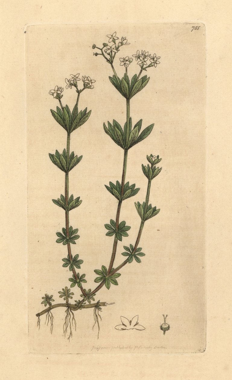 Makeantuoksuinen sängynputki, Galium odoratum (Makea metsäalvejuuri tai metsäkatto, Asperula odorata) (gaillet odorant) Käsinvärinen kuparipiirros James Sowerbyn piirroksen mukaan James Smithin englantilaista kasvitieteellistä teosta varten. tekijältä Unbekannter Künstler